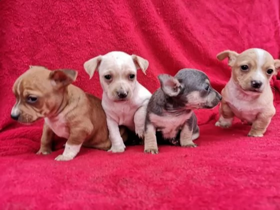 schöne chihuahua welpen