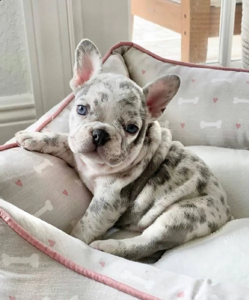 cuccioli di bulldog francese di qualità