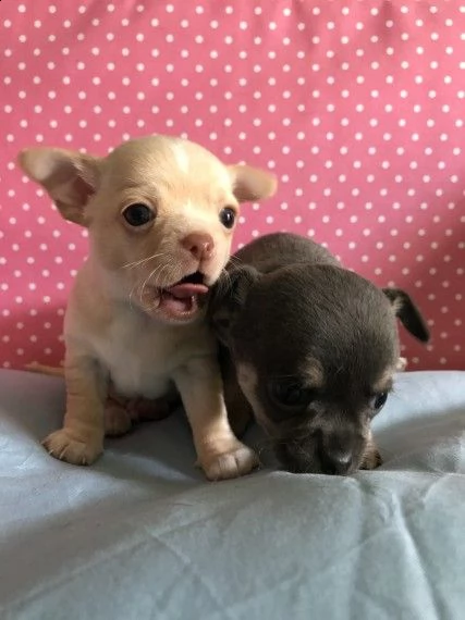 regalo cuccioli di chihuahua mini toy