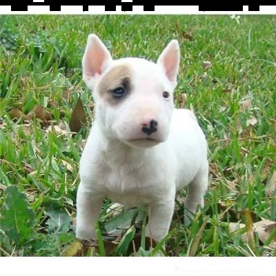 email : ameliajefferson80[at]gmail[.com] bulldog francese cuccioli da allevamento italiano veramente bell