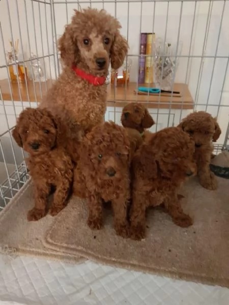 cuccioli adorabili del barboncino della tazza da tè