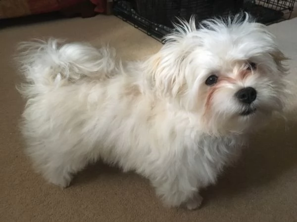 grazioso cucciolo di havaness per la nuova casa