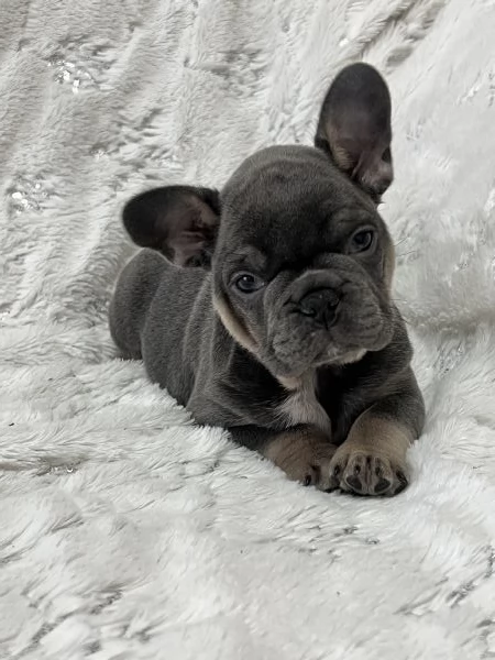 Cucciola blu tan di bulldog francese  | Foto 6