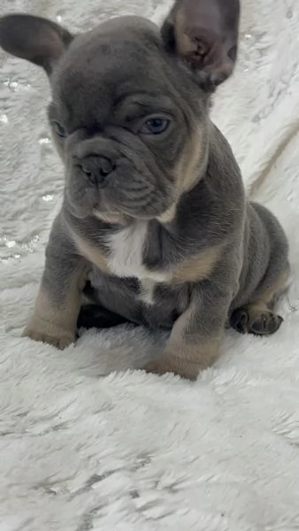 Cucciola blu tan di bulldog francese 
