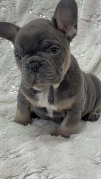 Cucciola blu tan di bulldog francese  | Foto 5