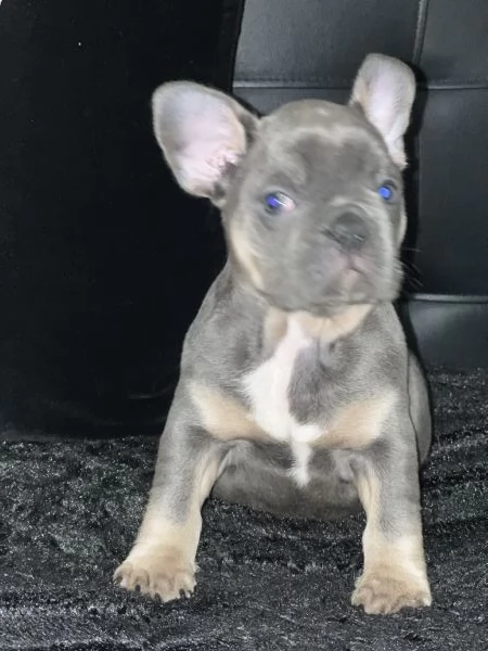 Cucciola blu tan di bulldog francese  | Foto 4