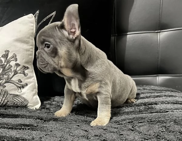 Cucciola blu tan di bulldog francese  | Foto 3