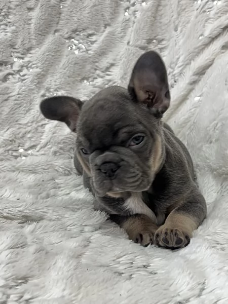 Cucciola blu tan di bulldog francese  | Foto 2