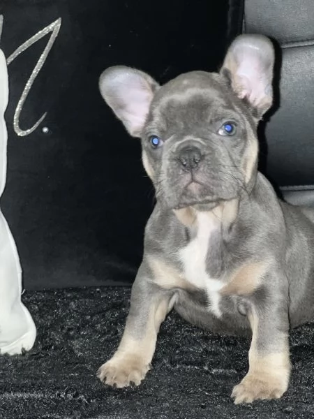 Cucciola blu tan di bulldog francese  | Foto 1