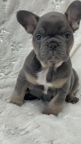 Cucciola blu tan di bulldog francese  | Foto 0