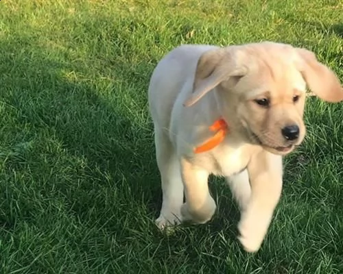 cuccioli labrador retriever[at]
