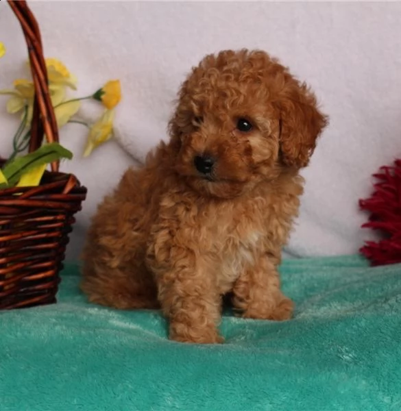 barboncini nani toy albicocca red