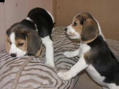 regalo cuccioli di beagle bellissimi da allevamento