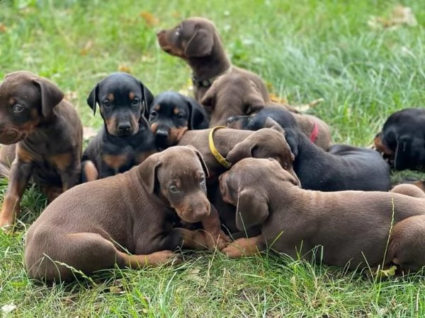 bellissimi cuccioli di dobermann da allevamento di qualità