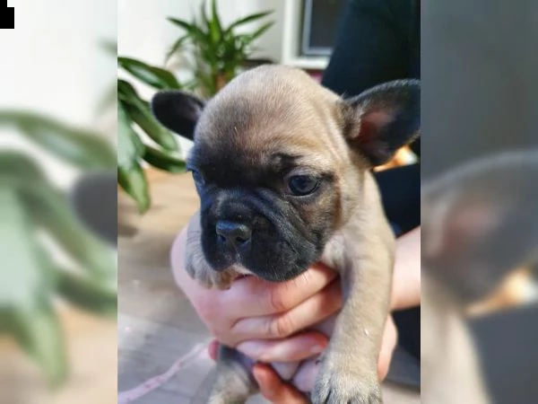 cuccioli di bulldog francese | Foto 0