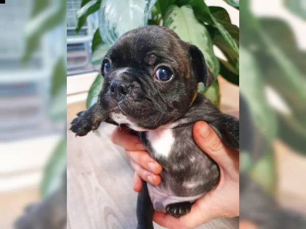 cuccioli di bulldog francese