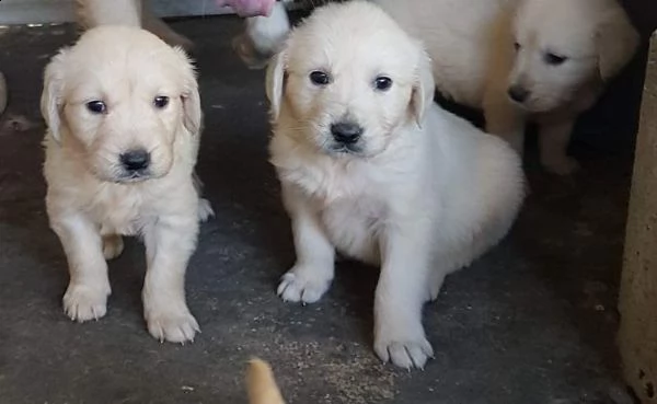 golden retriever da kompagnia 