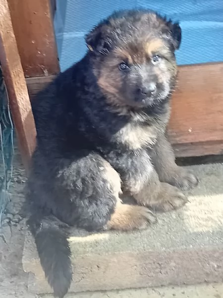 Meraviglioso cucciolo di Pastore Tedesco originale | Foto 9