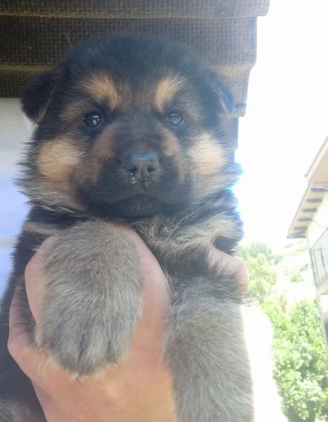 Meraviglioso cucciolo di Pastore Tedesco originale | Foto 8