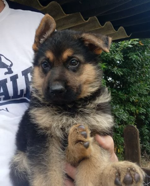 Meraviglioso cucciolo di Pastore Tedesco originale