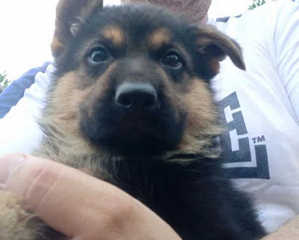 Meraviglioso cucciolo di Pastore Tedesco originale | Foto 7