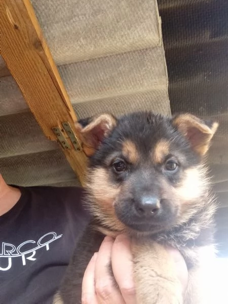 Meraviglioso cucciolo di Pastore Tedesco originale | Foto 6