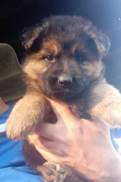 Meraviglioso cucciolo di Pastore Tedesco originale | Foto 5