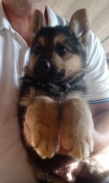 Meraviglioso cucciolo di Pastore Tedesco originale | Foto 4