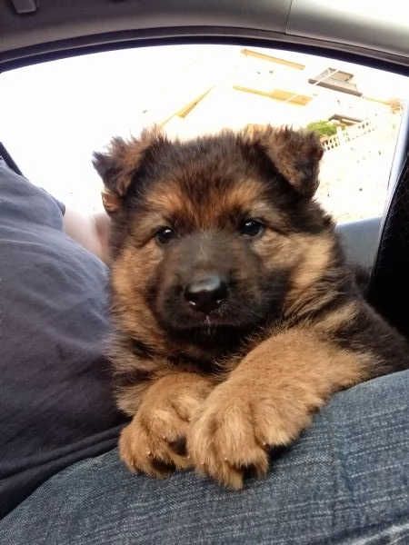 Meraviglioso cucciolo di Pastore Tedesco originale | Foto 3
