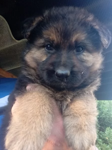 Meraviglioso cucciolo di Pastore Tedesco originale | Foto 2