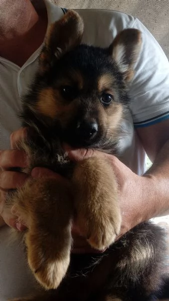 Meraviglioso cucciolo di Pastore Tedesco originale | Foto 1