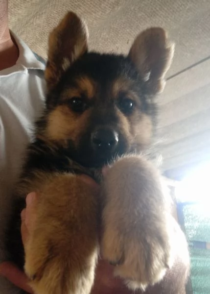 Meraviglioso cucciolo di Pastore Tedesco originale | Foto 0