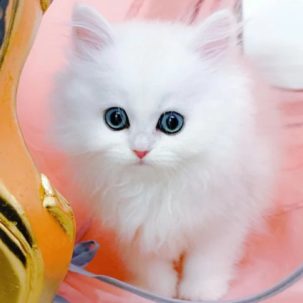 bello!!  bello!!  bello!!  gattini persiani. | Foto 0