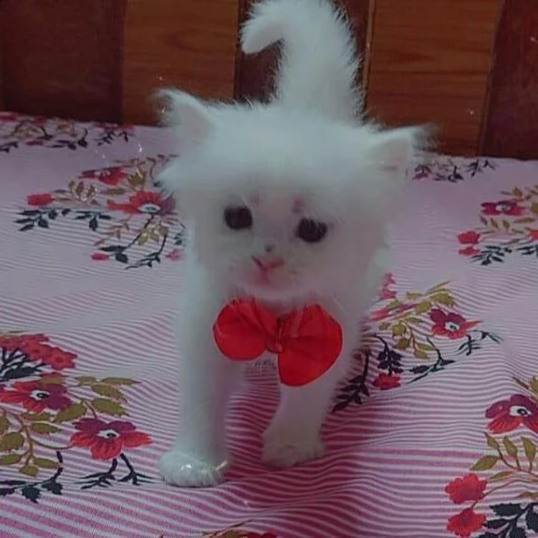 bello!!  bello!!  bello!!  gattini persiani.