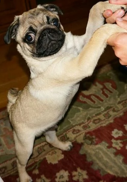 regalo cuccioli carlino in bianco e nero per l'adozione...