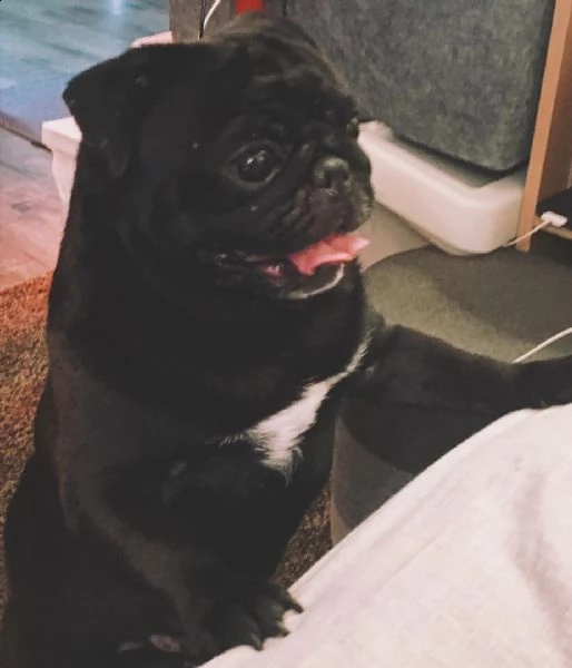 regalo cuccioli carlino in bianco e nero per l'adozione... | Foto 0