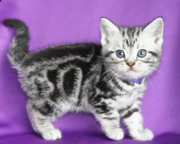 gattino british shorthair