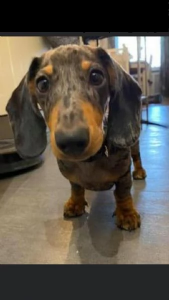 regalo adorabili cuccioli bassotto femminucce e maschietti