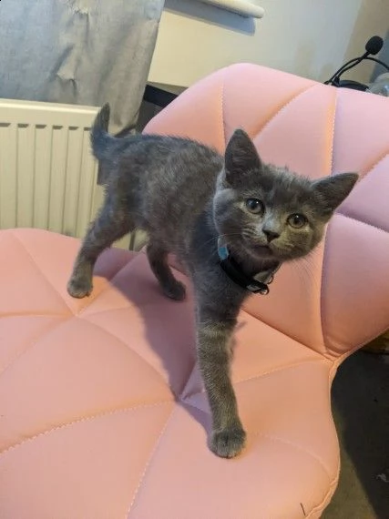 certosino gattini | Foto 0