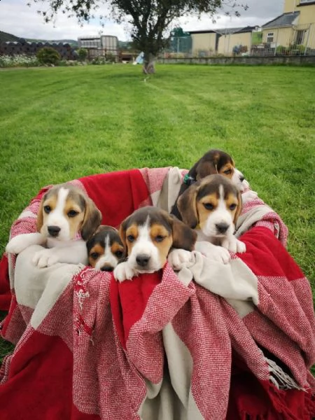 bellissimi cuccioli di beagle