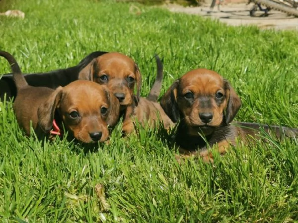 bassotto standard maschio e femmina.