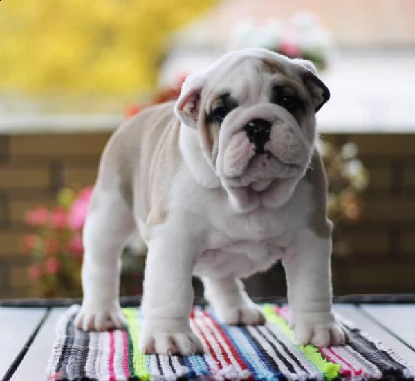 bellissimi cuccioli di bulldog inglese
