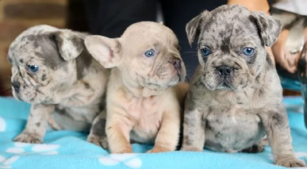 cuccioli di bulldog francese di qualità