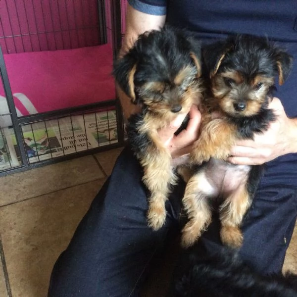 cuccioli di yorkshire terrier