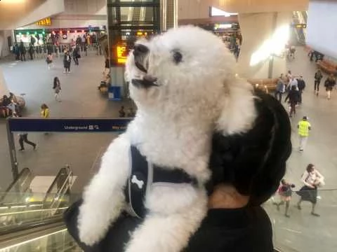 cuccioli di bichon-frise