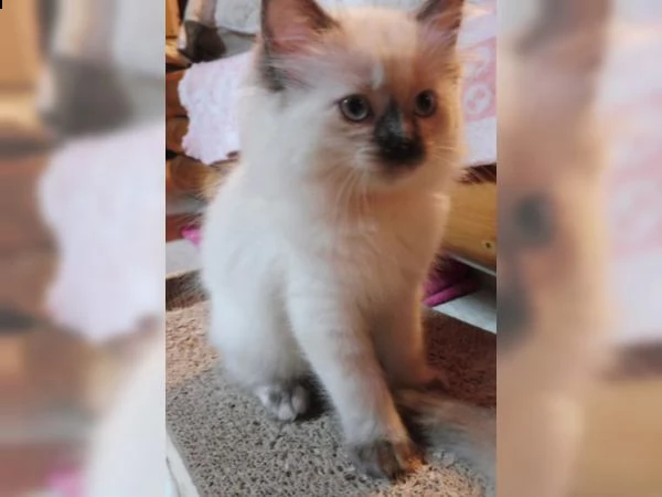 gattini di ragdoll