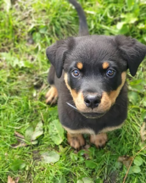 cuccioli di rottweiler di razza