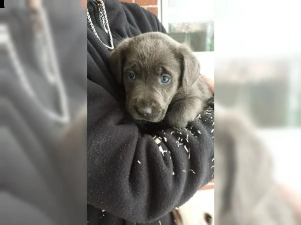 bellissimi cuccioli di labrador
