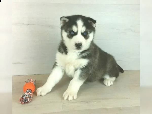 5 bellissimi husky in vendita