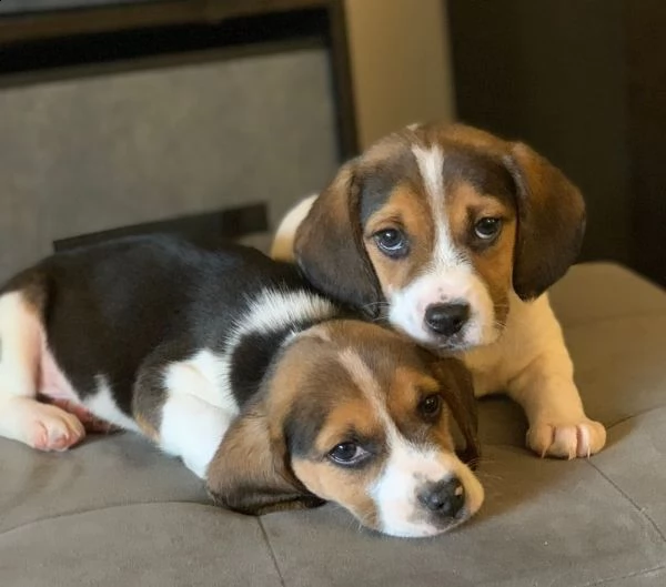 vendita beagle cuccioli splendidi con pedigree | Foto 0